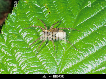 Porträt der Wolfspinne-Pardosa Lugubris Deutschland Stockfoto