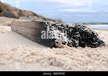 Verbranntem Holz an den Strand gespült Stockfoto