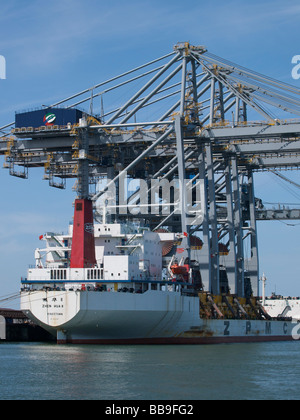 Zhen Hua 8 im Rotterdamer Hafen terminal Containerbrücken aus China nach Europa tragen Stockfoto