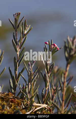 Moor-Rosmarin blühen Stockfoto