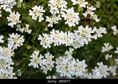 Immergrüne Schleifenblume (Iberis Sempervirens) Stockfoto