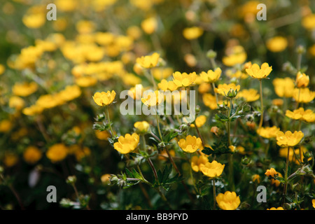 Alpine Fingerkraut (Potentilla Crantzii) Stockfoto