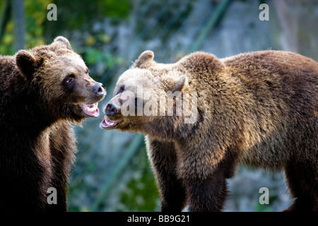 Braunbär (Ursus Arctos) Stockfoto