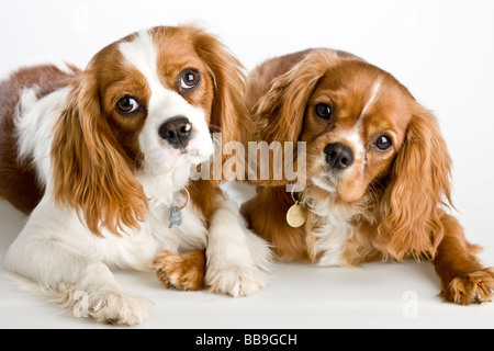 Zwei Cavalier King Charles Spaniel Hunde Stockfoto