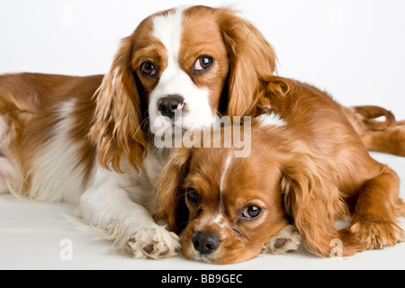 Zwei Cavalier King Charles Spaniel Hunde Stockfoto