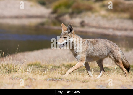 Einsamer Coyote Jagd zu Fuß auf den Wiesen auf Nahrungssuche Stockfoto