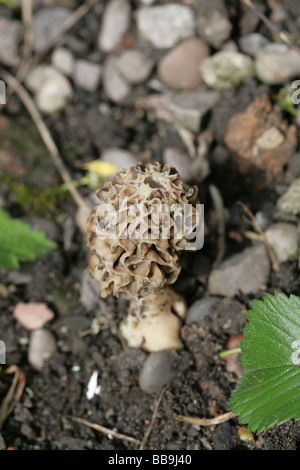 Gemeinsamen Morel Morchella Esculenta in einem Garten in Cheshire England Stockfoto