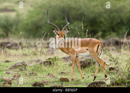 männlichen Impala Aepyceros Melampus Masai Mara NATIONAL RESERVE Kenia in Ostafrika Stockfoto