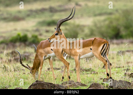 männlichen Impala Aepyceros Melampus Masai Mara NATIONAL RESERVE Kenia in Ostafrika Stockfoto