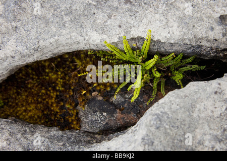 Kalkstein Bürgersteige tausend Farn Venushaarfarns Capillus Veneris Burren County Co Clare Irland Irland irische Republik Europa Stockfoto