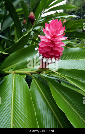 Kleinen weißen Blüten und leuchtend roten Blütenstand von Alpinia Purpurea, einem tropischen Ingwerpflanze beliebt in Gärten weltweit Stockfoto