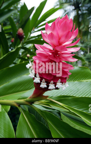 Kleinen weißen Blüten und leuchtend roten Blütenstand von Alpinia Purpurea, einem tropischen Ingwerpflanze beliebt in Gärten weltweit Stockfoto