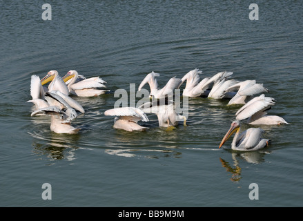 Die Pelikane, die Wasser Vögel Mandvi Stockfoto