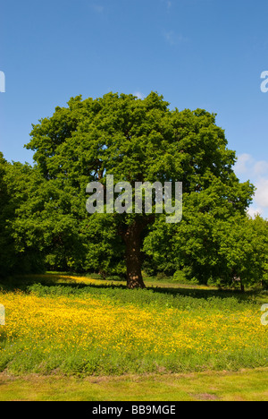 Eine Eiche im Frühjahr auf einer Wiese voller Butterblumen und einem blauen Himmelshintergrund Stockfoto