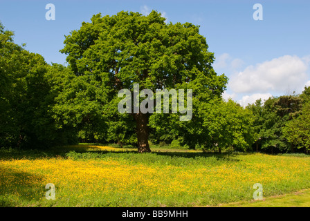 Eine Eiche im Frühjahr auf einer Wiese voller Butterblumen und einem blauen Himmelshintergrund Stockfoto