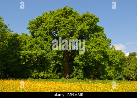 Eine Eiche im Frühjahr auf einer Wiese voller Butterblumen und einem blauen Himmelshintergrund Stockfoto