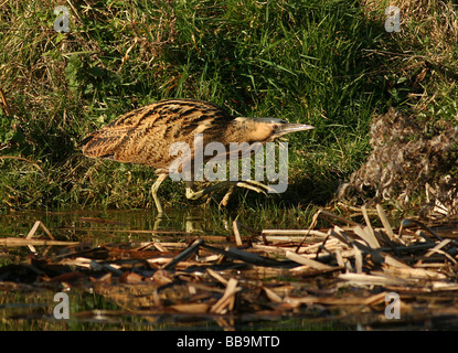 Rohrdommel Jagd im Schilf Stockfoto