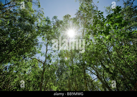 Grünen lebendigen Wald mit Sonne durch die Blätter