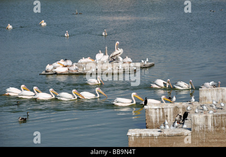 Die Pelikane, die Wasser Vögel Mandvi Stockfoto