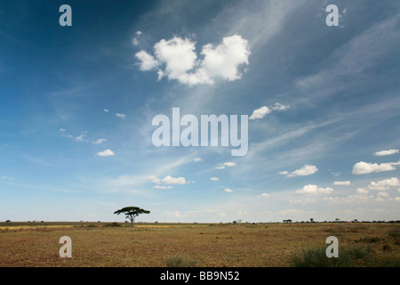 Einzelne Acacia Tree in der Serengeti mit ein blau, ein blauer Himmel und eine schöne Wolke Stockfoto