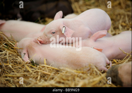 Young Duroc Ferkel auf einem Bauernhof Sussex in England. Bild von Jim Holden Stockfoto