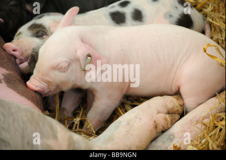 Young Duroc Ferkel auf einem Bauernhof Sussex in England. Bild von Jim Holden Stockfoto