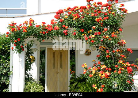 Rose in einem Haus hinauf. Arbeca, Lleida, Katalonien, Spanien Stockfoto