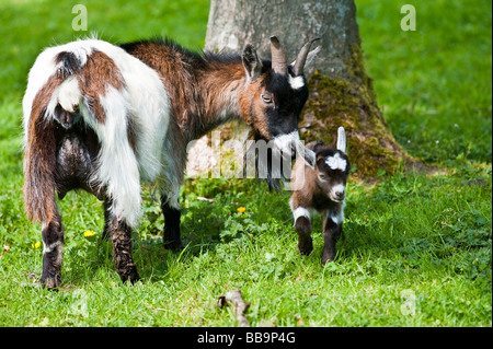 3 Tage alten Pygmäen Ziege Kind mit Mutter Stockfoto