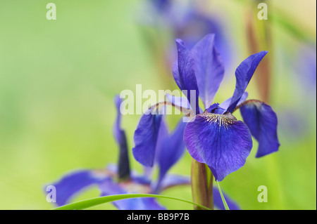 Iris Sibirica "Camberley".  Sibirische Schwertlilie Stockfoto