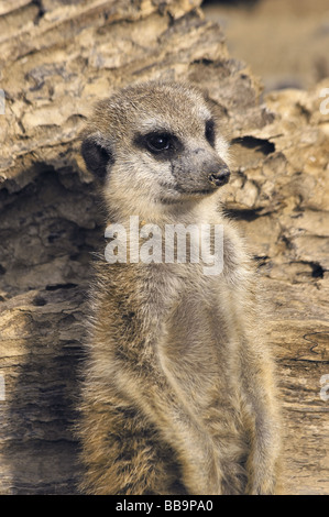 Suricata suricatta Stockfoto