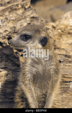 Suricata suricatta Stockfoto