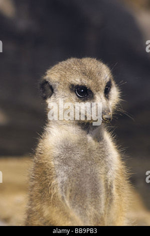 Suricata suricatta Stockfoto