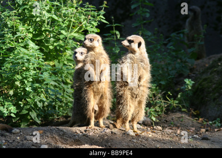 Suricata suricatta Stockfoto