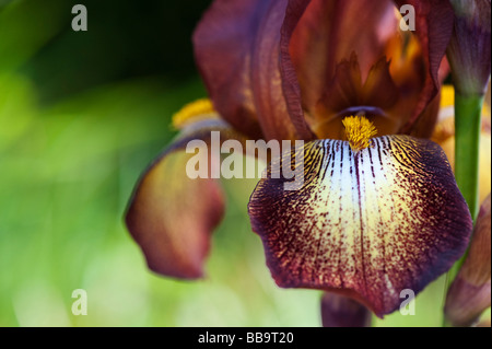 Bartiris "Kent Pride" Blume Stockfoto