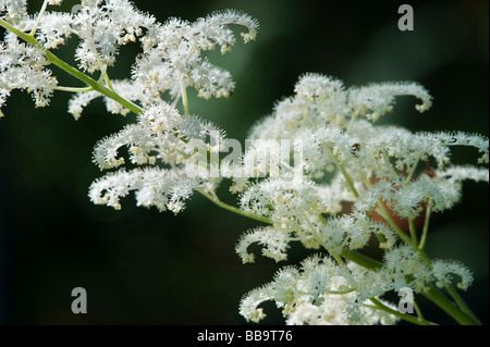 Rodgersia Podophylla. Rodgers Bronze-Blatt Blumen Stockfoto