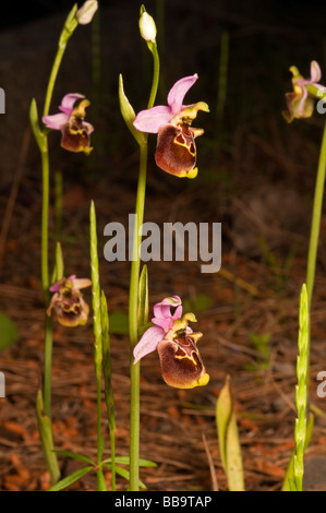 Biene-Orchideen, Ophrys Lyciensis, Kas Türkei April 2009 Stockfoto