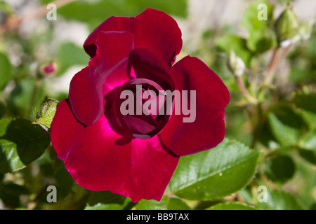 Nachgestellte Rose Stockfoto