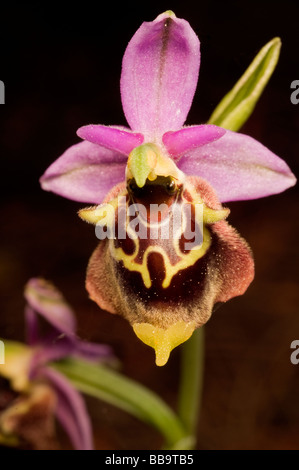 Biene-Orchideen, Ophrys Lyciensis, Kas Türkei April 2009 Stockfoto