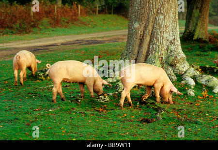 Schweine suchen nach Eicheln im New Forest Hampshire England Großbritannien Stockfoto