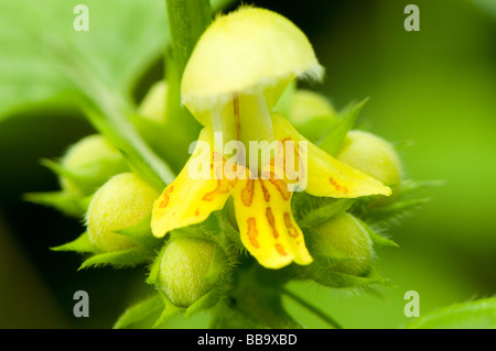 Gelbe Erzengel Lamiastrum galeobdolon Stockfoto