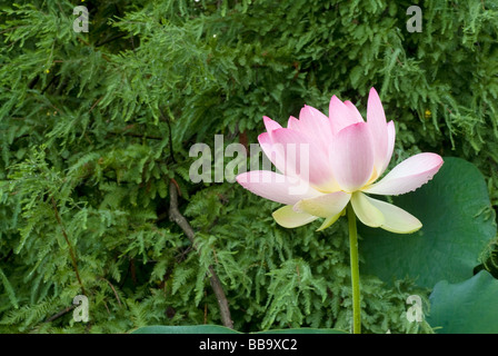 Heilige Lotus Nelumbo Nucifera, Nelumbonaceae, Landriana Gärten, Tor S. Lorenzo, Rom, Italien Stockfoto