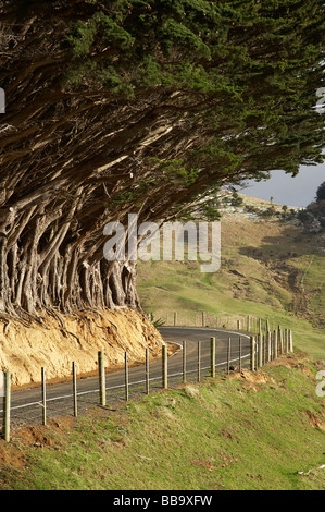 Highcliff Road Marcrocarpa Bäume und Zaun Otago Halbinsel Dunedin Otago Süd-Insel Neuseeland Stockfoto