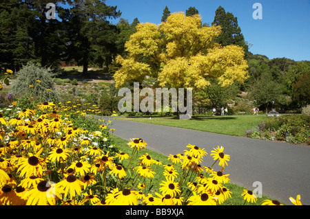 Black eyed Susan Blumen Rudbeckia und Golden Ash Baum Fraxinus Aureus Botanic Gardens Dunedin Otago Neuseeland Südinsel Stockfoto