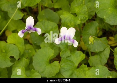 Australisches Veilchen Viola Hederacea, Violaceae, Landrian Gärten, Tor S. Lorenzo, Rom, Italien Stockfoto