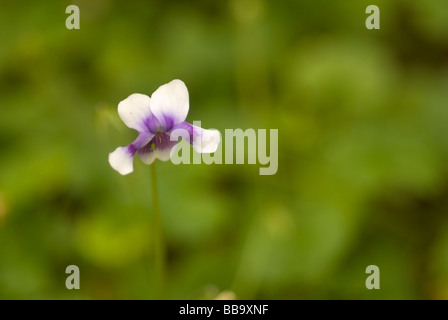 Australisches Veilchen Viola Hederacea, Violaceae, Landrian Gärten, Tor S. Lorenzo, Rom, Italien Stockfoto