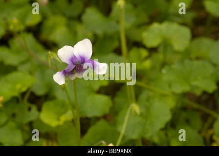 Australisches Veilchen Viola Hederacea, Violaceae, Landrian Gärten, Tor S. Lorenzo, Rom, Italien Stockfoto