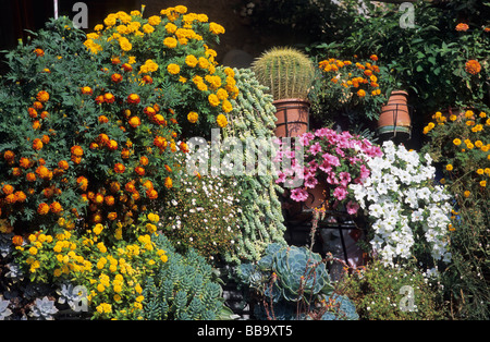 Blumen, Anguillara, Bracciano See, Roma, Lazio, Italien Stockfoto