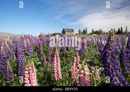 Wilde Lupinen und Kirche des guten Hirten Lake Tekapo Mackenzie Country Südinsel Neuseeland Stockfoto