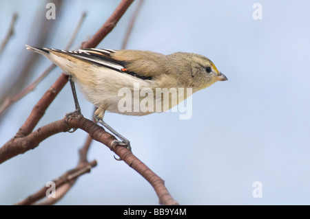 Gekerbten Tasmanpanthervogel "Pardalotus Striatus" Stockfoto