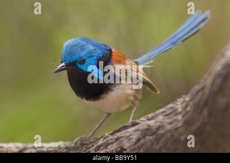 Schöne Märchen-Wren, "Malurus Amabilis" Stockfoto